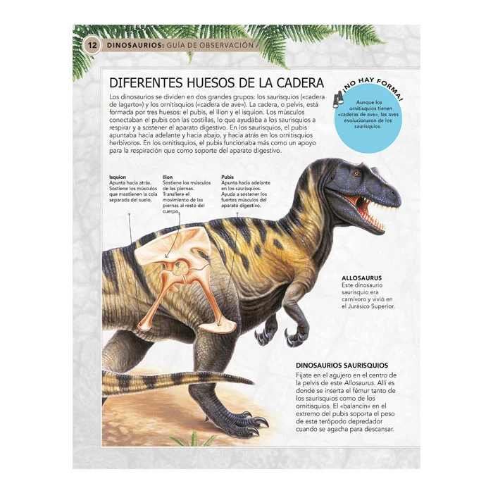 Dinosaurios – Guía de Observación - Imagen 4