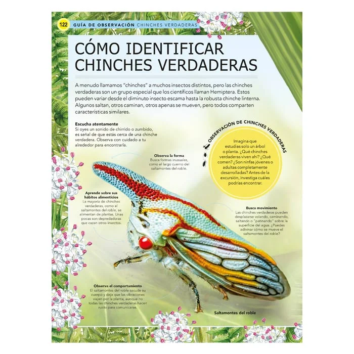 Insectos – Guía de Observación - Imagen 2
