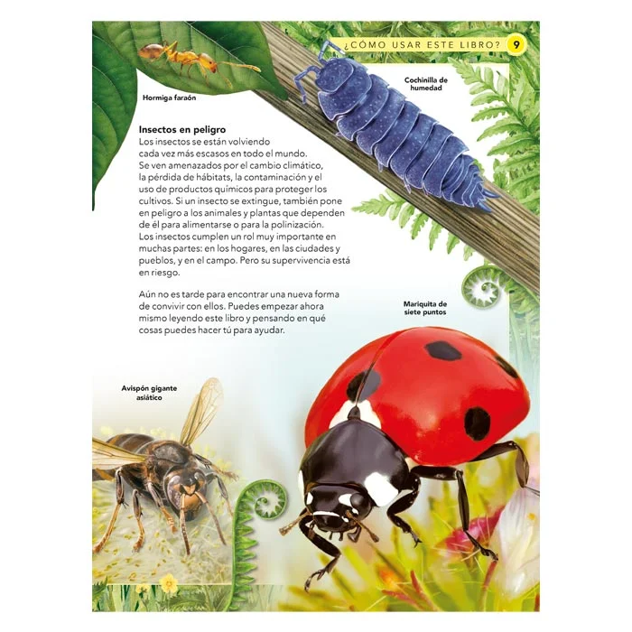 Insectos – Guía de Observación - Imagen 3
