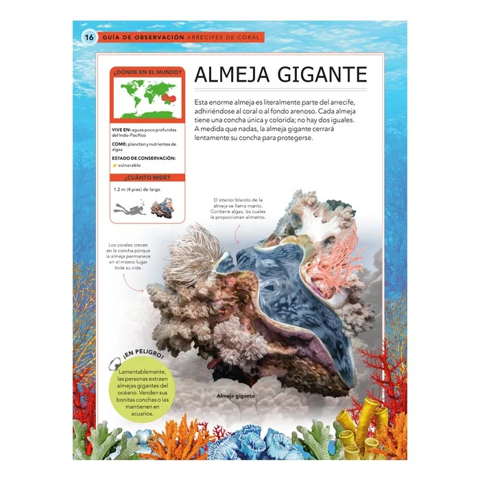 Criaturas Oceánicas – Guía de Observación - Imagen 2